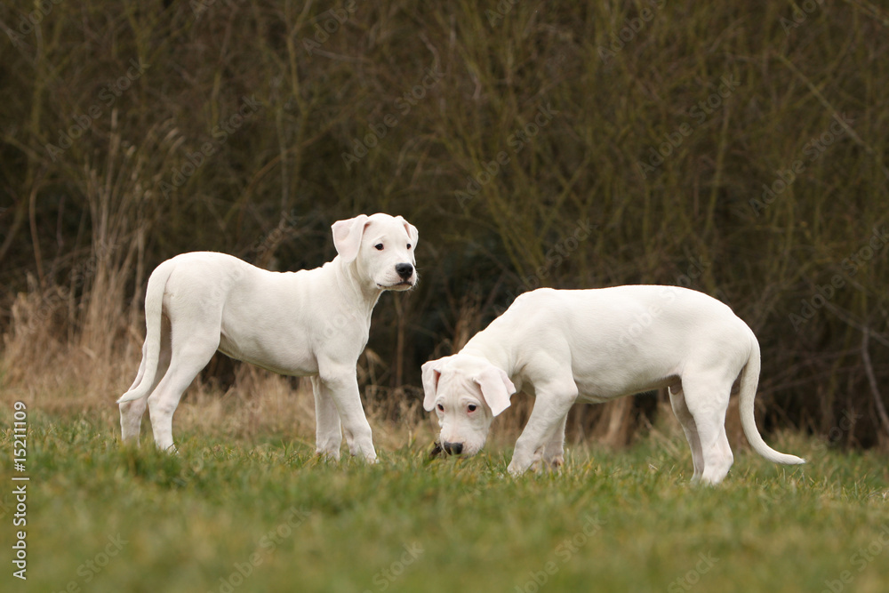 les deux chiots dogue argentin font une pause dans l'herbe les deux chiots dogue argentin font une pause dans l'herbe