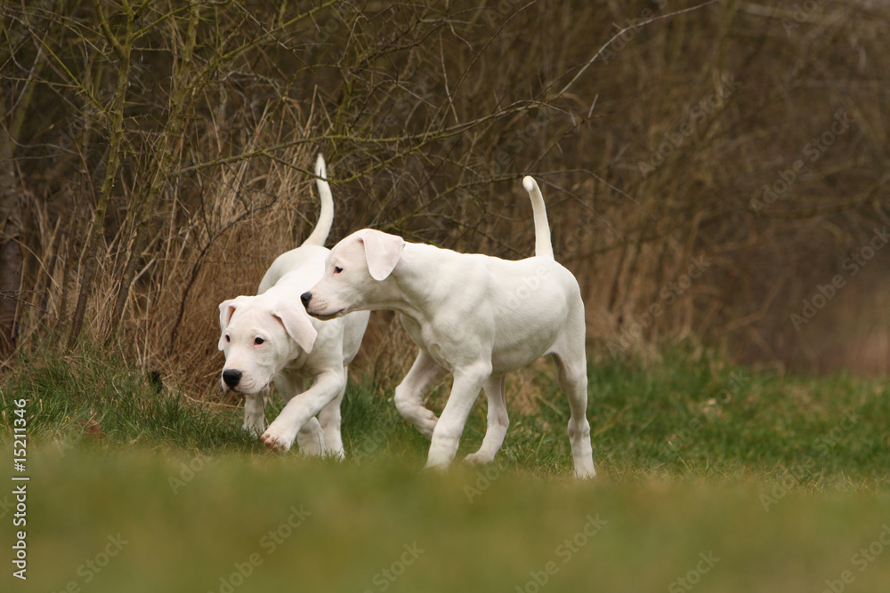 deux chiots dogue argentin en exploration à la lisière du bois deux chiots dogue argentin en exploration à la lisière du bois