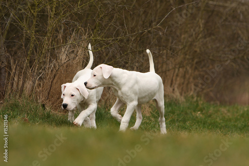 Obraz na płótnie deux chiots dogue argentin en exploration à la lisière du bois w salonie