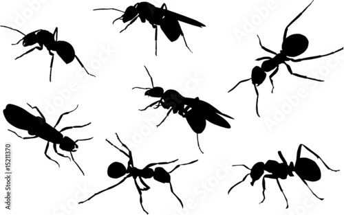 seven black ants