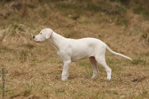 jeune dogue argentin de profil dans l herbe - d  couverte