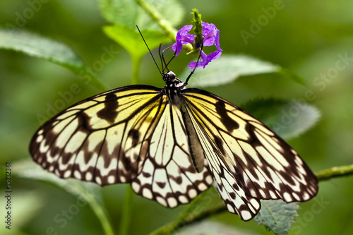 Butterfly sitting on a flower in spring