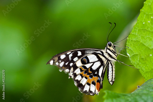 Butterfly sitting on a flower in spring © pwollinga