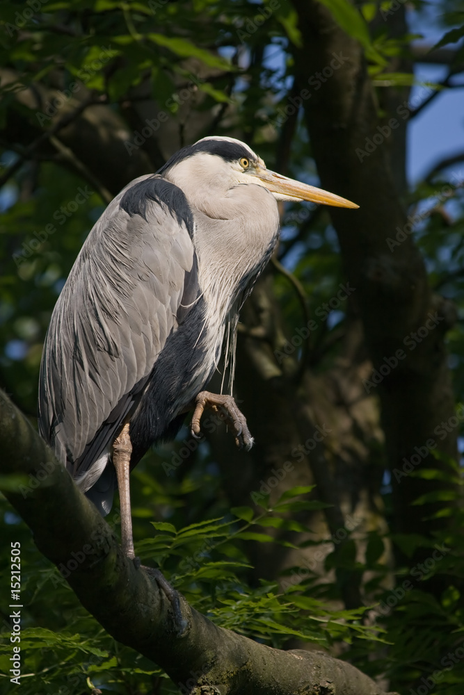 Fototapeta premium Grey heron standing on branch in tree