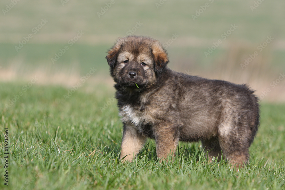 chiot dogue du tibet debout et machant un brin d'herbe chiot dogue du tibet debout et machant un brin d'herbe