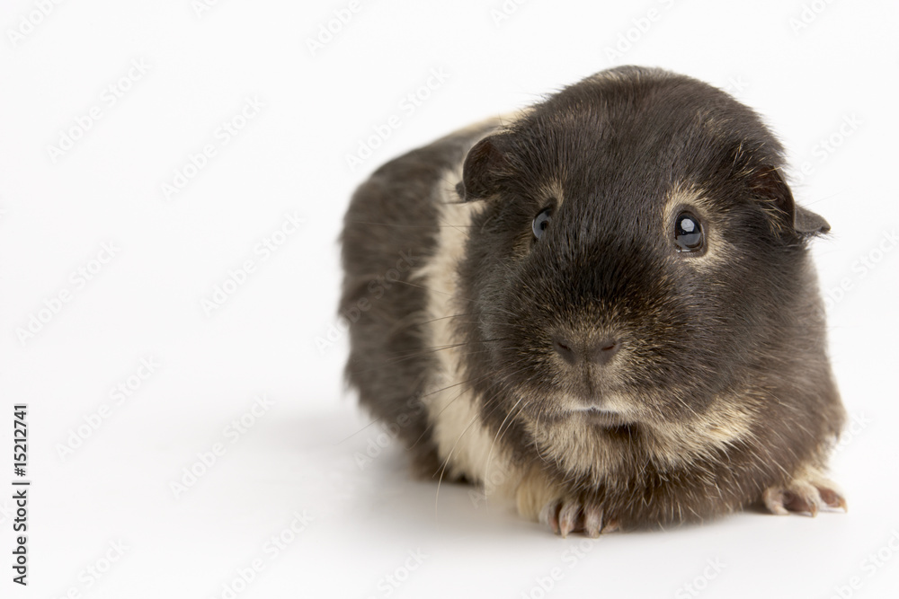 Fototapeta premium Guinea Pig Against White Background