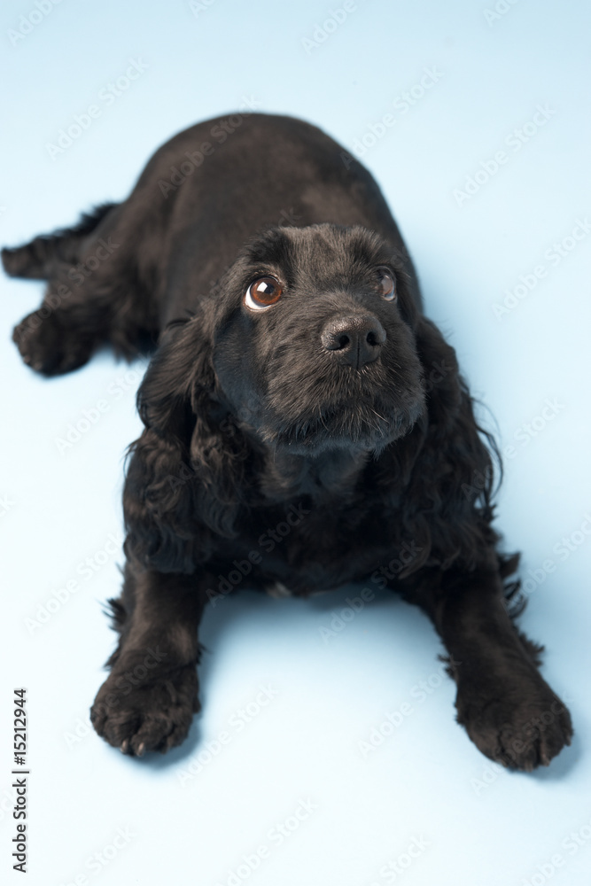 Black Spaniel Puppy In Studio Black Spaniel Puppy In Studio
