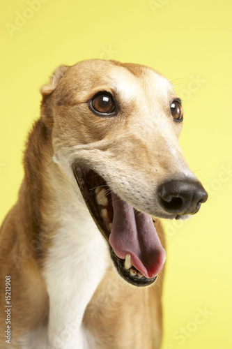 Fotografie, Tablou Portrait Of Pet Greyhound