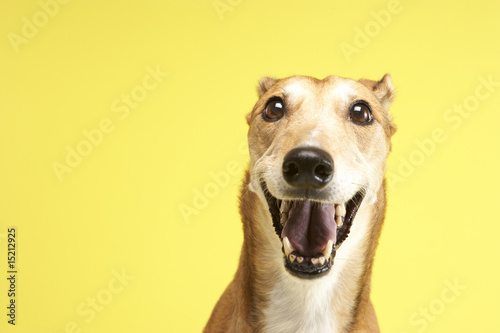 Leinwand Poster Portrait Of Pet Greyhound