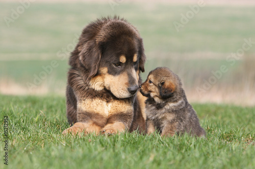 Obraz na płótnie adulte et petit dogue du tibet couché nez à nez dans l'herbe w salonie