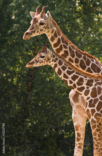Canvas Print Mother and kid giraffe
