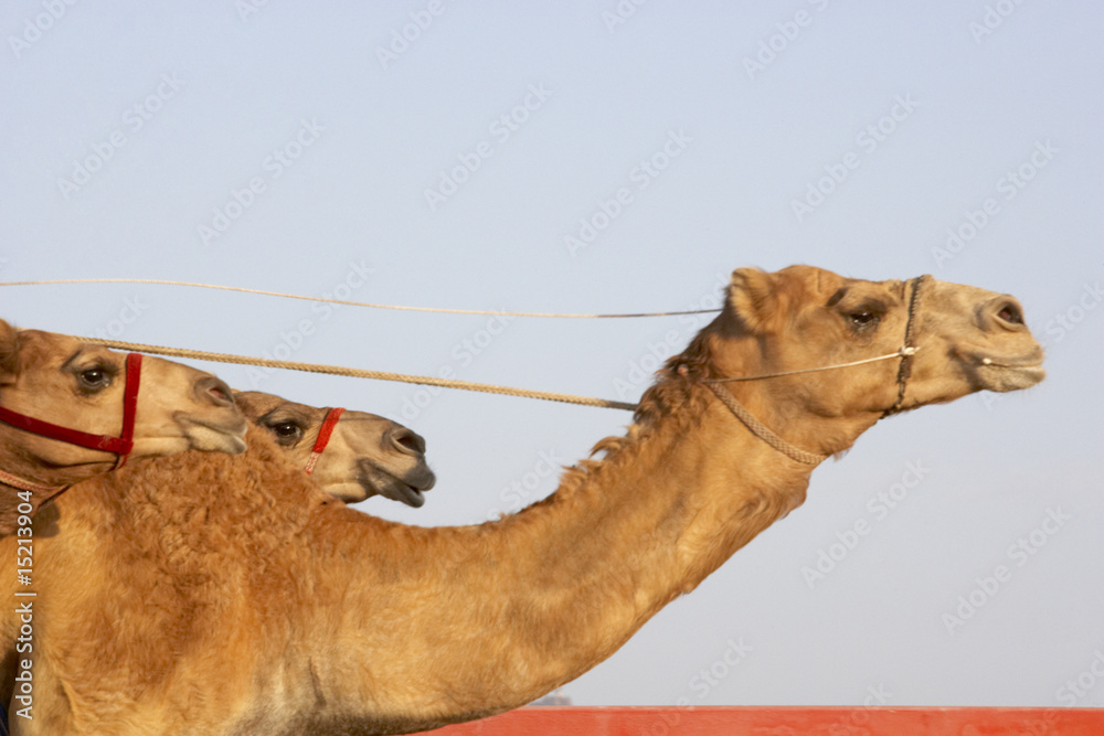 Fototapeta premium Camel Racing In Dubai