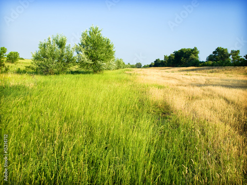 Summer Landscape