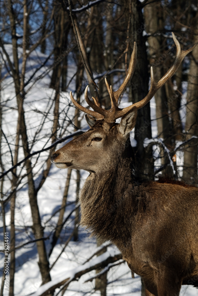 Elk Elk
