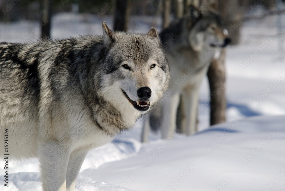 Gray Wolf Gray Wolf