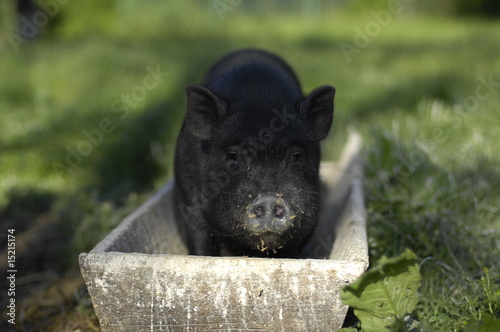 Glückliche Schwein im Trog