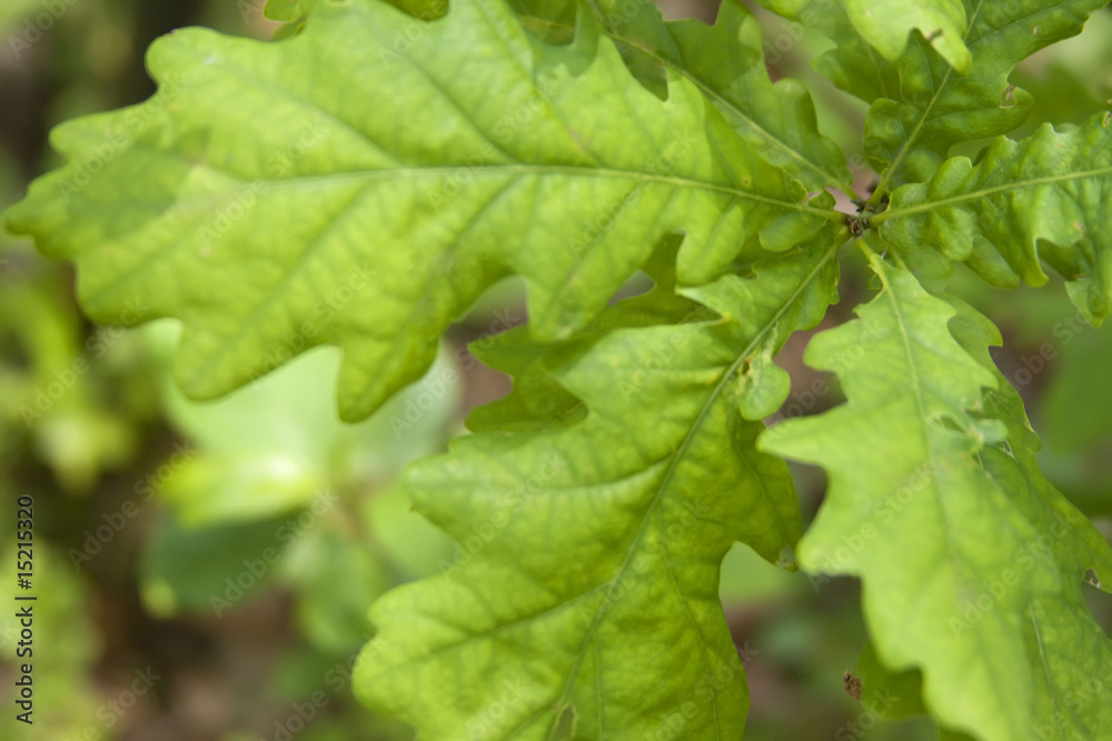 Fototapeta premium oak leaf