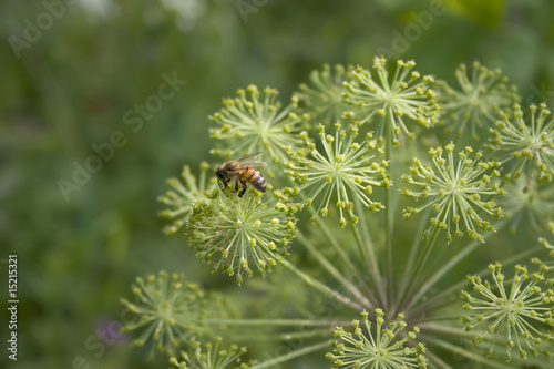 wild chervil and a wasp