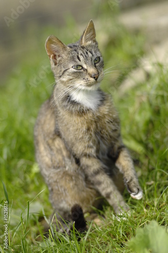 Wallpaper Mural Graue Hauskatze Torontodigital.ca