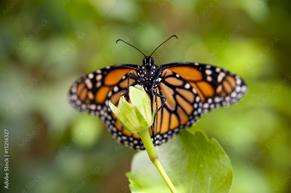 Fototapeta premium butterfly