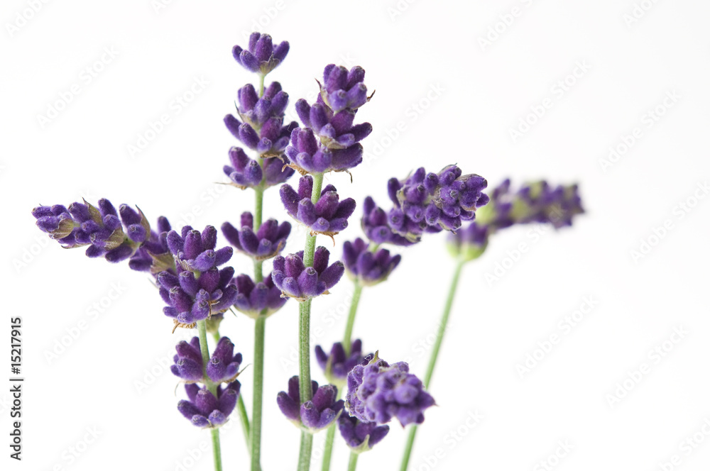 Obraz premium Lavendel