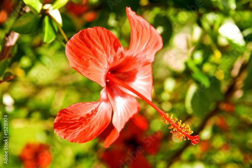 Beautiful red flower agains...