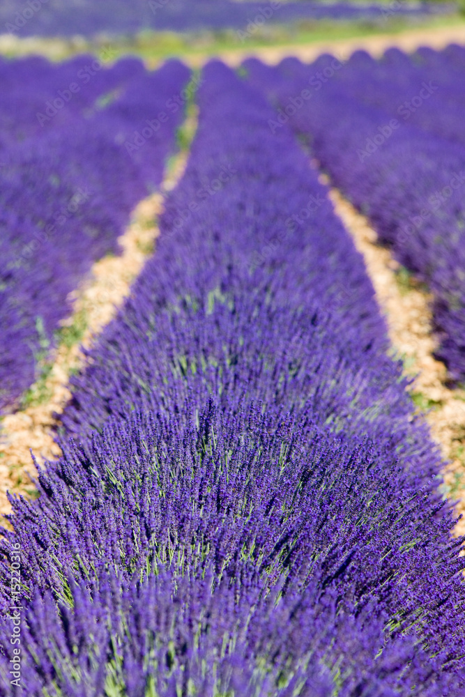 Fototapeta premium lavender field, Plateau de Valensole, Provence, France