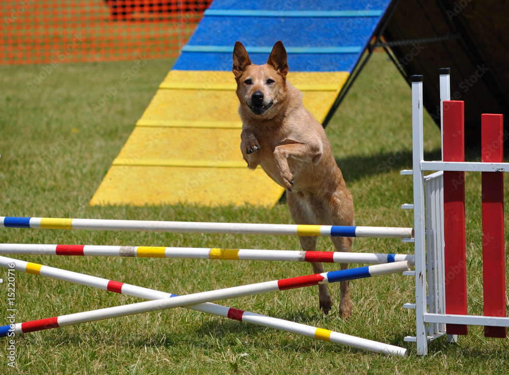 Large dog  leaping over a double jump at agility trial