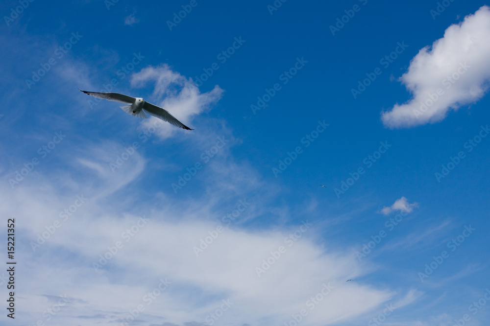 Gull Gull