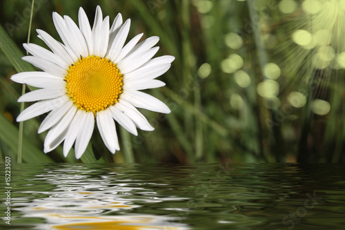 Camomile on a green background and its reflexion in water