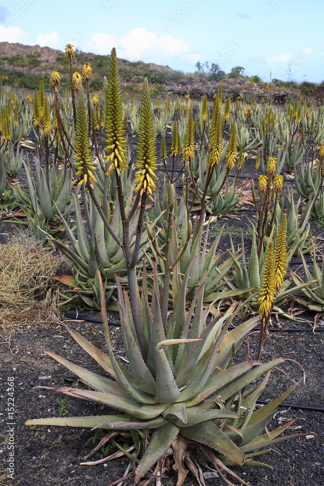 Culture d'Aloe vera (Barbadensis miller) Stock Photo | Adobe Stock