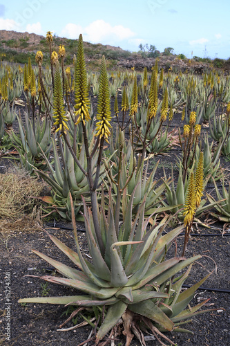 Culture d'Aloe vera (Barbadensis miller)