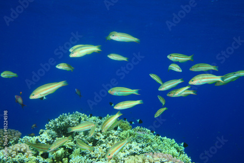 Klunzinger's Wrasses on a Coral Reef