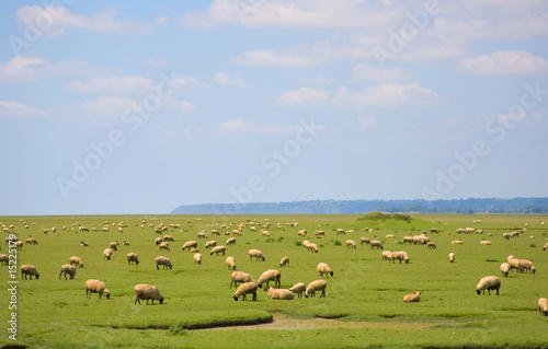 Sheep on a field © Ekaterina Pokrovsky