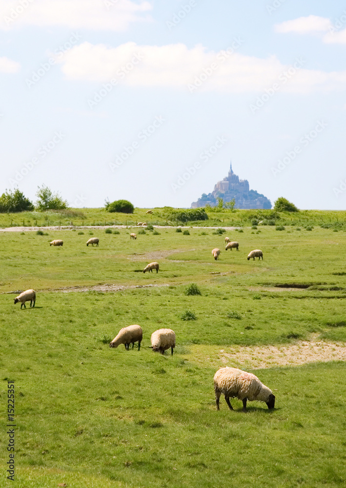 Fototapeta premium Sheep on a field near the Mont Saint-Michel in Normandy, France