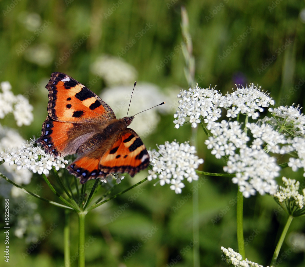 The beautiful butterfly sitting on a white flower The beautiful butterfly sitting on a white flower
