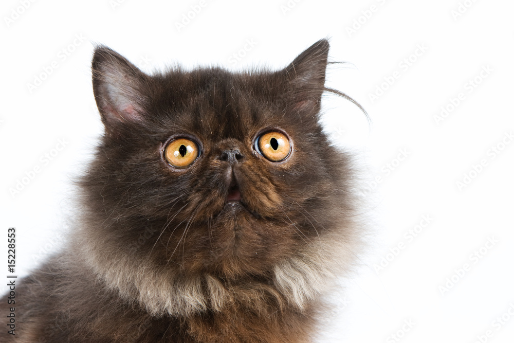 Persian kitten on white background