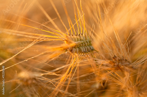 Wheat II