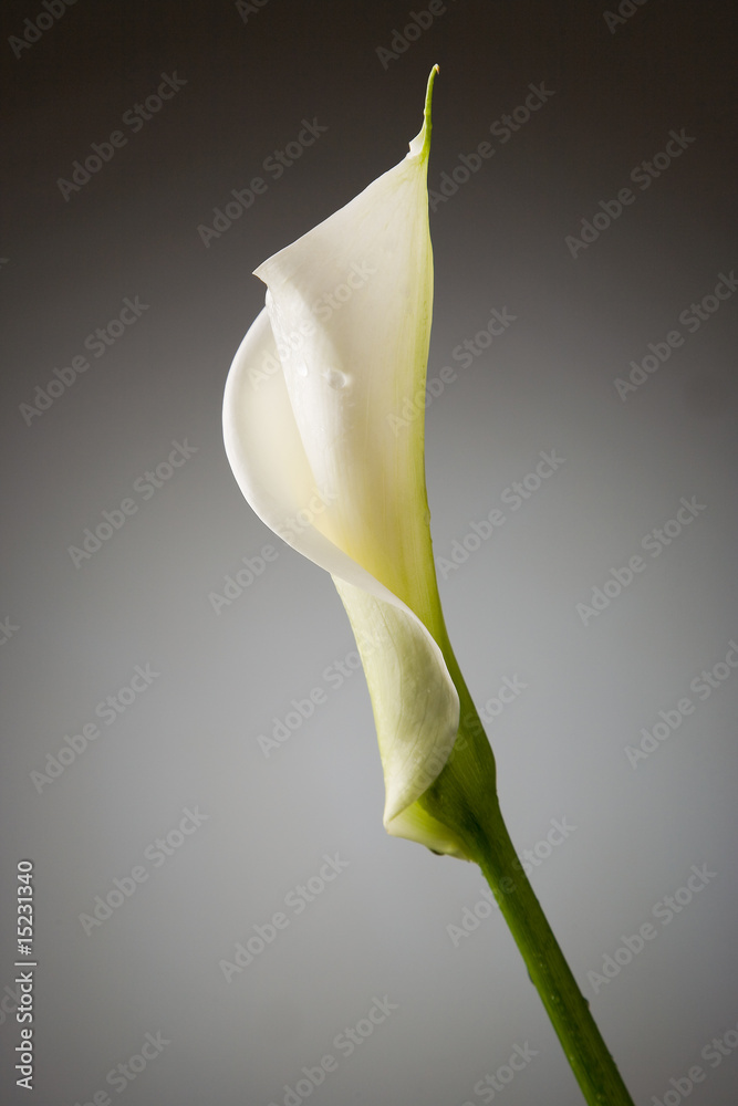 Obraz premium calla