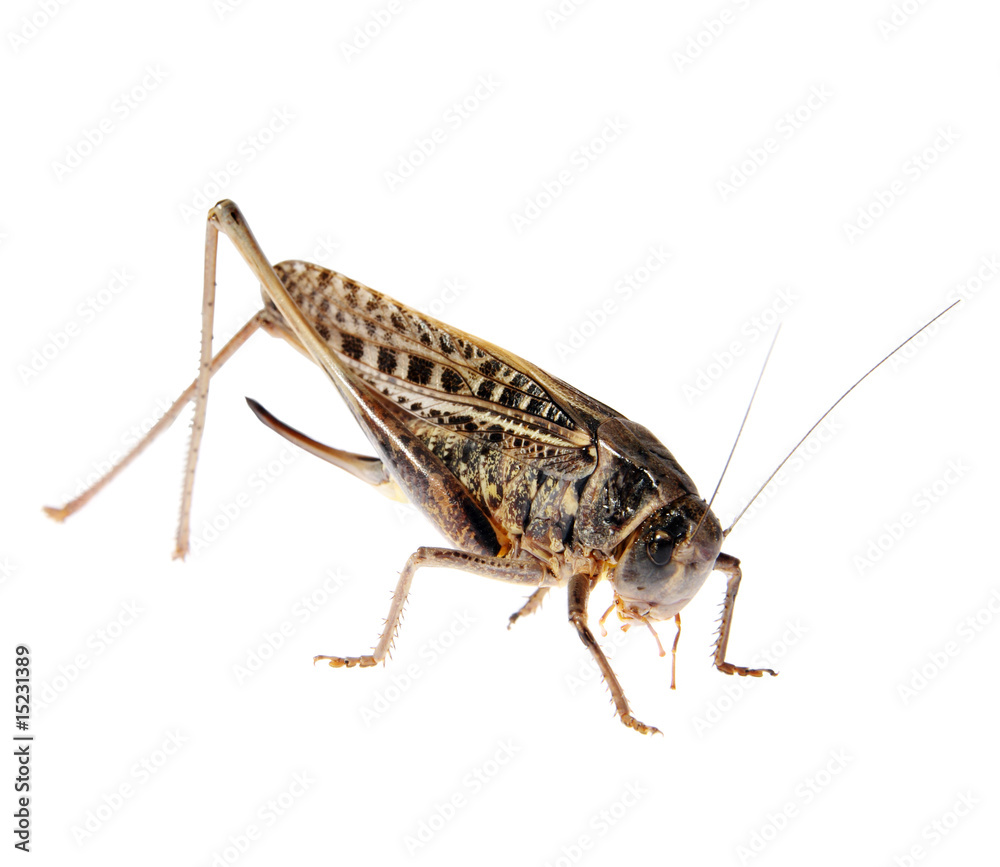 Grasshopper, Locusts . (Schistocerca gregaria), Grasshopper, Locusts . (Schistocerca gregaria),