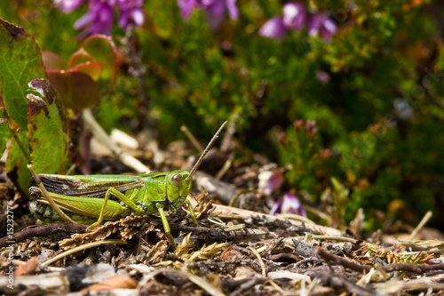 Green grasshopper sitting on the ground © pwollinga