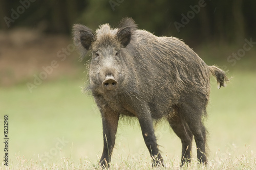 Wild Boar
