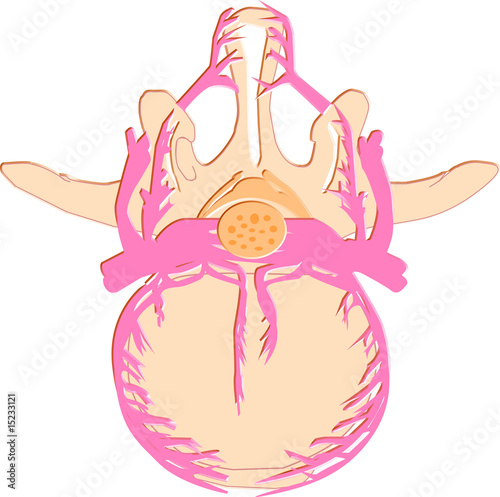Nervios espina dorsal1