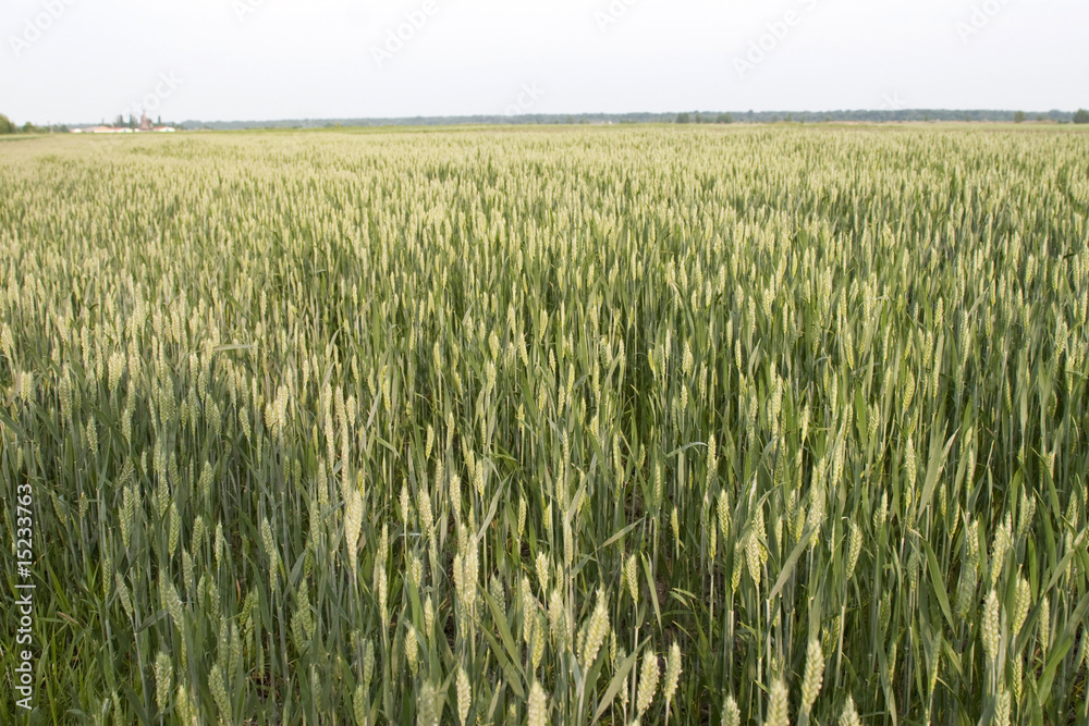 Grain farm Grain farm