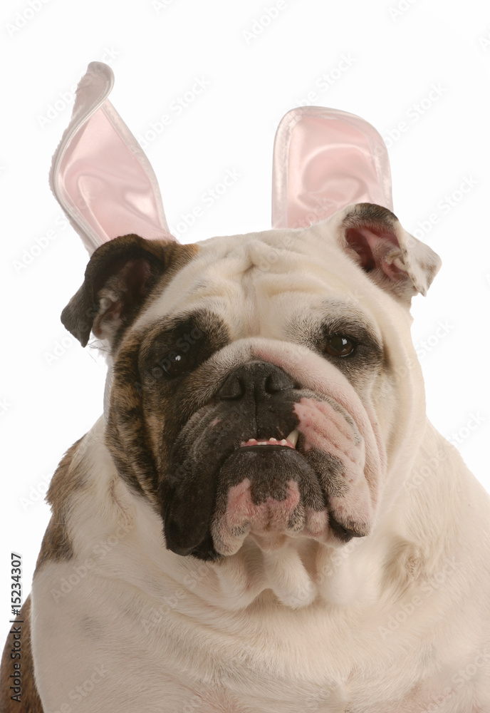 english bulldog wearing easter bunny ears