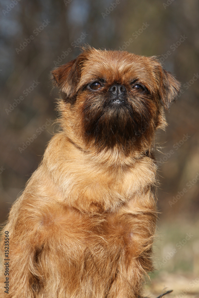 portrait d'un griffon bruxellois de face assis dans la nature portrait d'un griffon bruxellois de face assis dans la nature