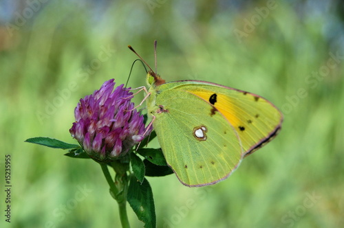 green butterfly