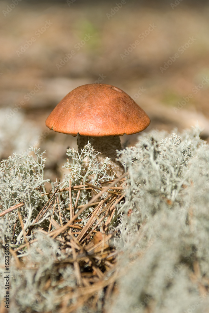 orange-cup boletus on moss close up orange-cup boletus on moss close up