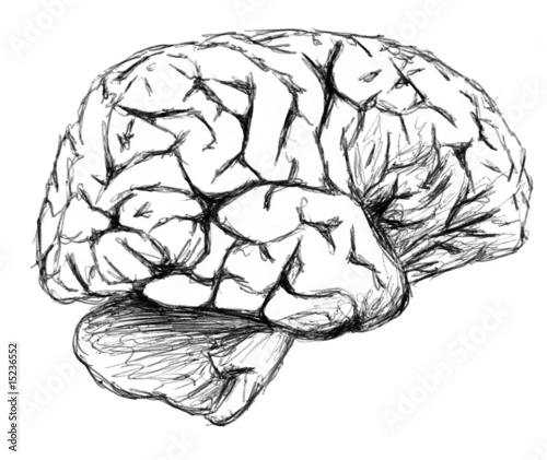 dessin d un cerveau photo