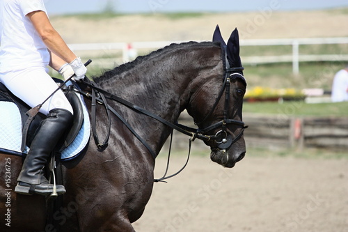 Race horse, sport